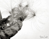 Milkweed in Black/White