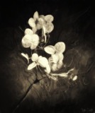 macro_and_closeup_photography