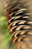 Lensbaby Sweet 50