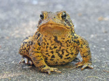 American Toad