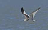 Sabines Gull