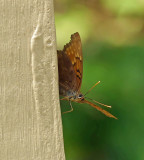 Tawny Emperor