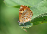 Harvester