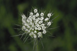 flower.jpg