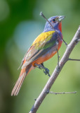 Painted Bunting