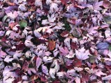 Id rather Photograph Leaves than rake them  !