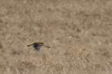 Flying Low to the Ground