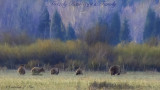 Grizzly Bear #399 & Family