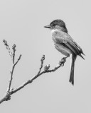 Eastern Phoebe (B&W) - Rick Wilhoit