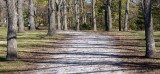Trees and Shadows