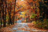 Cedar-Lane.jpg