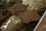 Cow Nose Rays
