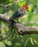 Red-bellied Woodpecker - Rick Wilhoit