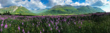 Alaska Landscapes with Flowers