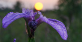 Fiery Iris Sunset