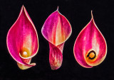 Calla-Lily-x-3