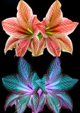 Amaryllis---Exotic-Star---Double---Color Inversion Black