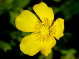 Wild Flowers in May
