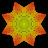 Kaleidoscope created with an autumn leaf in October