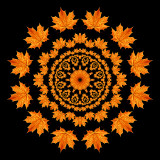 Evolved kaleidoscope created with an autumn leaf seen in October