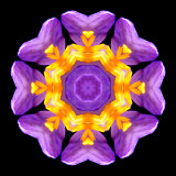 Kaleidoscopic picture created with an alpine wild flower