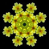 Kaleidoscopic picture created with a wild Primula Vera seen in the forest