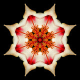 Kaleidoscopic picture created with the garden flower seen in Addis Ababa