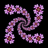 Spiral arrangements with a wild flower seen in the forest, four arms with 13 quadruplets in each arm