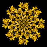 Spiral arrangement with eight arms containing 13 elements of Forsithia bloom in each arm