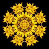 Kaleidoscopic picture created with Forsithia bloom