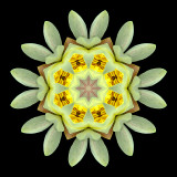 Kaleidoscope created with a water lily seen in June
