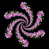 Spiral arrangement with a wild flower - six arms
