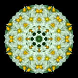 Kaleidoscope created from a picture of potato flowers