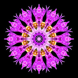 Kaleidoscope created with a wild flower seen in July