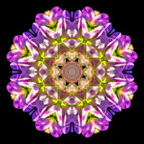 Kaleidoscopic picture created with a wild flower seen in September