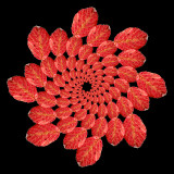 Spiral arrangement with an autumn leaf. 104 copies of one picture arranged in eight arms
