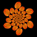 Spiral arrangement with an autumn leaf. 78 copies of one picture arranged in six arms