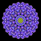 Kaleidoscope created with a small garden flower seen in April