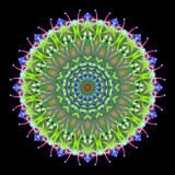 Evolved kaleidoscope created with a wild flower seen in May