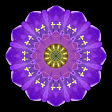 Kaleidoscope created with a wild flower seen near lake Davos