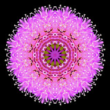 Kaleidoscope created with a wild flower seen near lake Davos