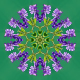 Kaleidoscope created with a wild flower seen near lake Davos