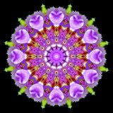 Kaleidoscopic picture created with a wildflower seen in July