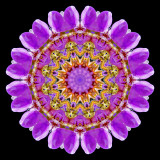 Kaleidoscopic picture created with a wildflower seen in July