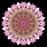 Kaleidoscope created with a wildflower seen in the forest