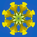 Kaleidoscope created with a yellow flower and the blue sky in Locarno in Septembe