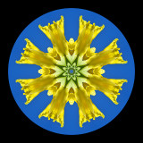 Kaleidoscope created with a yellow flower and the blue sky seen in Locarno in September