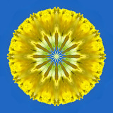 Kaleidoscope created with a yellow flower and the blue sky seen in Locarno in September