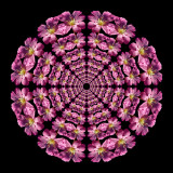 Sectored ring kaleidoscpe created with a wildflower seen in September