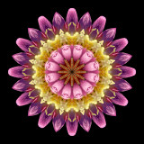 Kaleidoscpe created with a wildflower seen in September